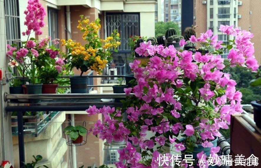 家养3种花，让它们“交接班”，一年开花365天，阳台变花海