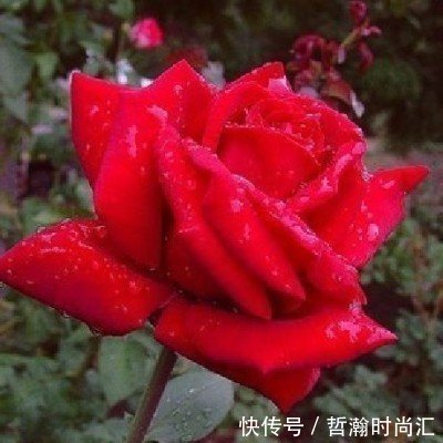 丈夫|“皇后命”的三个生肖女，今生不缺钱，既有钱花又有人爱