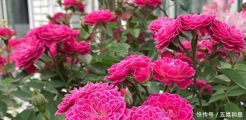 此花漂亮若牡丹,香味清新,四季开花,是阳台盆栽佳品