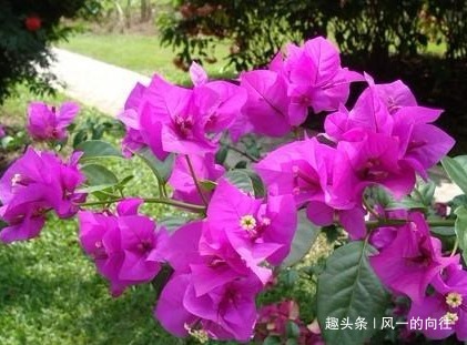 这是那种花欠收拾，剪的越狠越能蹭蹭长不停，轻松花开爆满盆