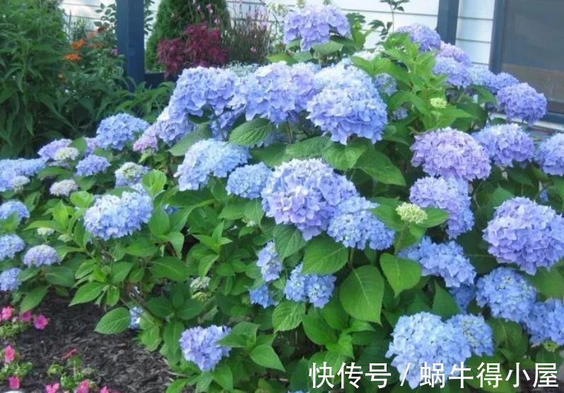 8月逛花市,3种花捡漏正当时,皮实好养,一次性入十盆不嫌多