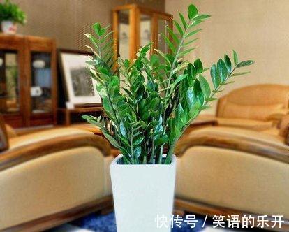 这些绿植，美丽还招财，你养了吗