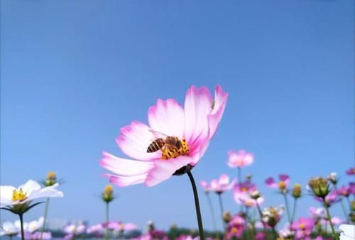 开得|用小盆养成大片花丛的大波斯菊,花朵开得特艳丽,还是要种院子