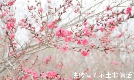 新年|新年初-3月6日，一生顺遂，桃花朵朵开的4大生肖