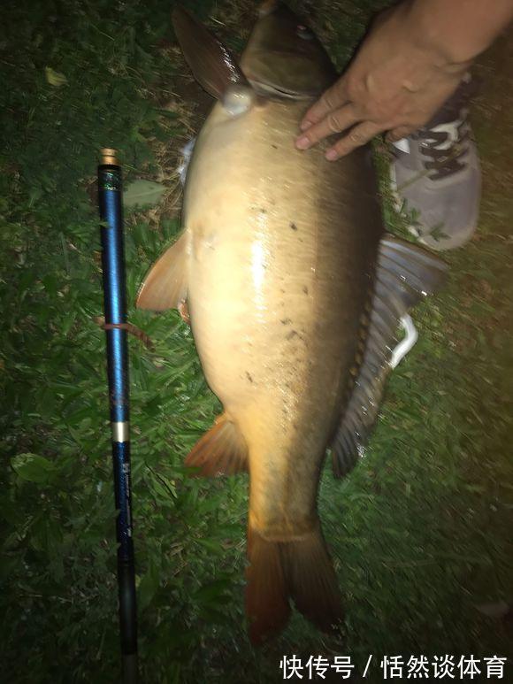 老乡|成群鲤鱼小溪里游荡，乌泱泱一大群，网友：梦里才看得到