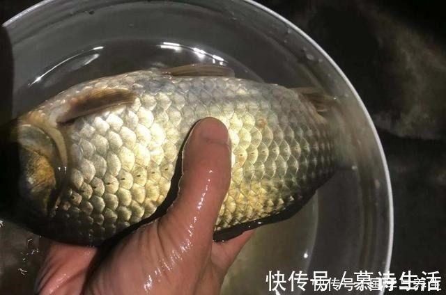 钓鱼|玉米这样用,让钓鱼效果翻倍,鲫鱼鲤鱼草鱼鳊鱼都爱吃,别错过