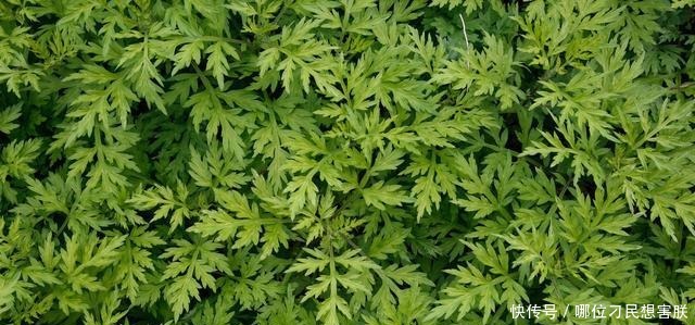 艾草糯米糍粑的做法及功效,又有哪些人不适合吃!