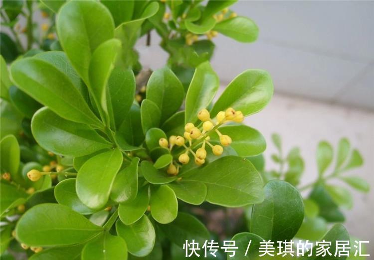 光照|想要米兰长大一圈,几点养护要做好,不仅长得快,还能持续开花