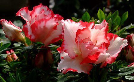 几种植物养在阳台,花色繁多易爆盆,娇艳欲滴,开出一片花海