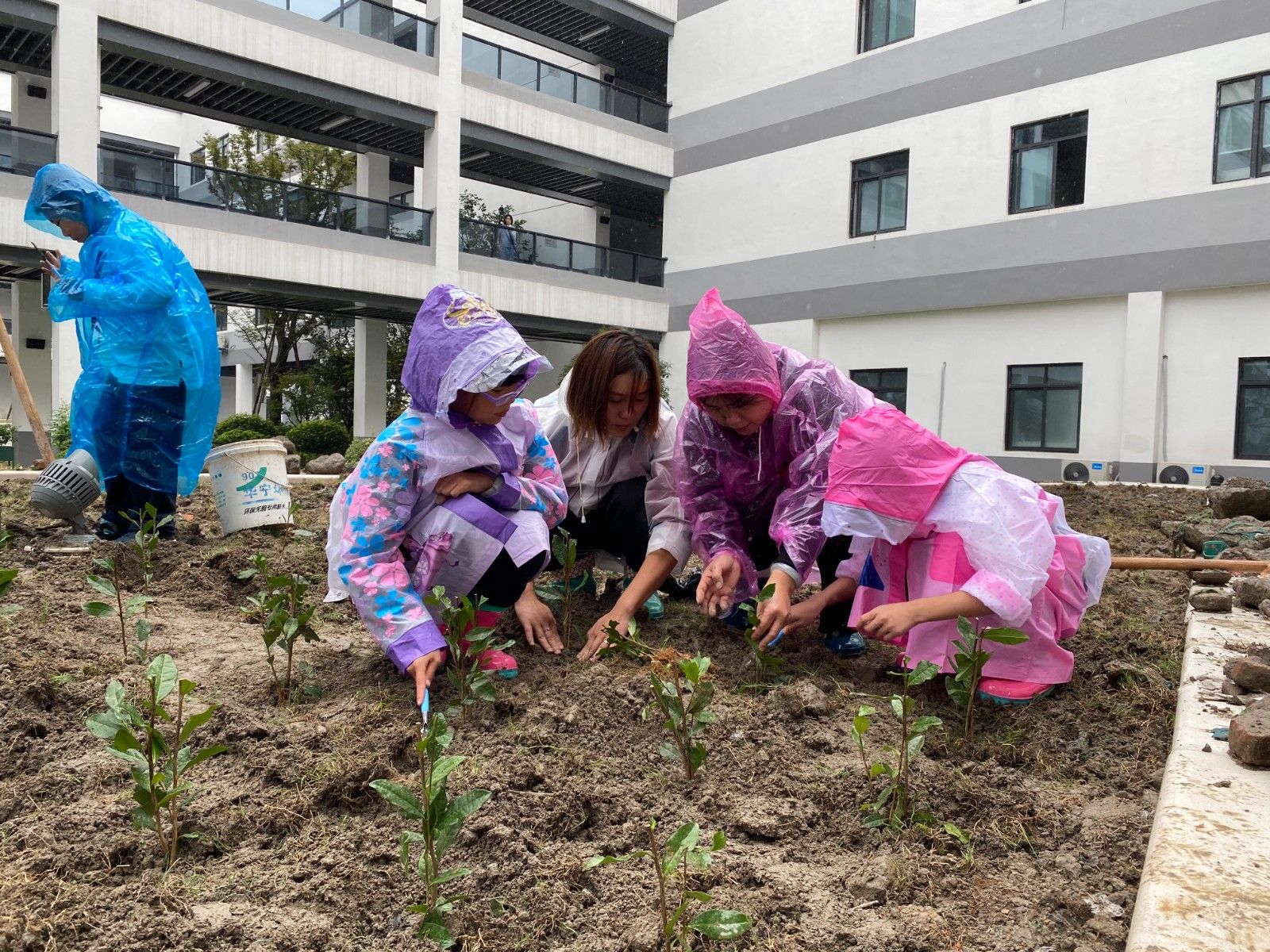 茶园|三千株“龙井43”茶苗住进了新天地实验学校，“新悦”茶园正式揭牌