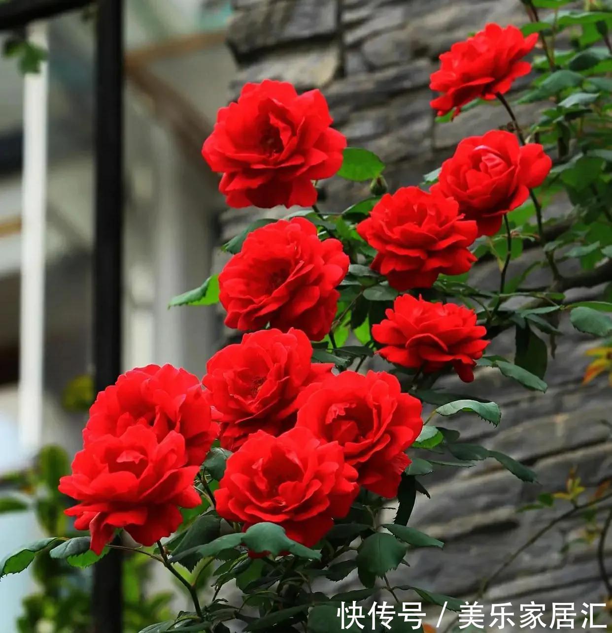 有个爱养花媳妇,让人欢喜让人忧,半年时间,家底都败完了