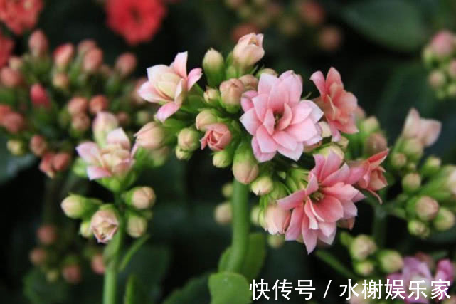 草木灰|虫子比花长得都快学会1个小方法,虫子不再有,叶子油绿长得旺