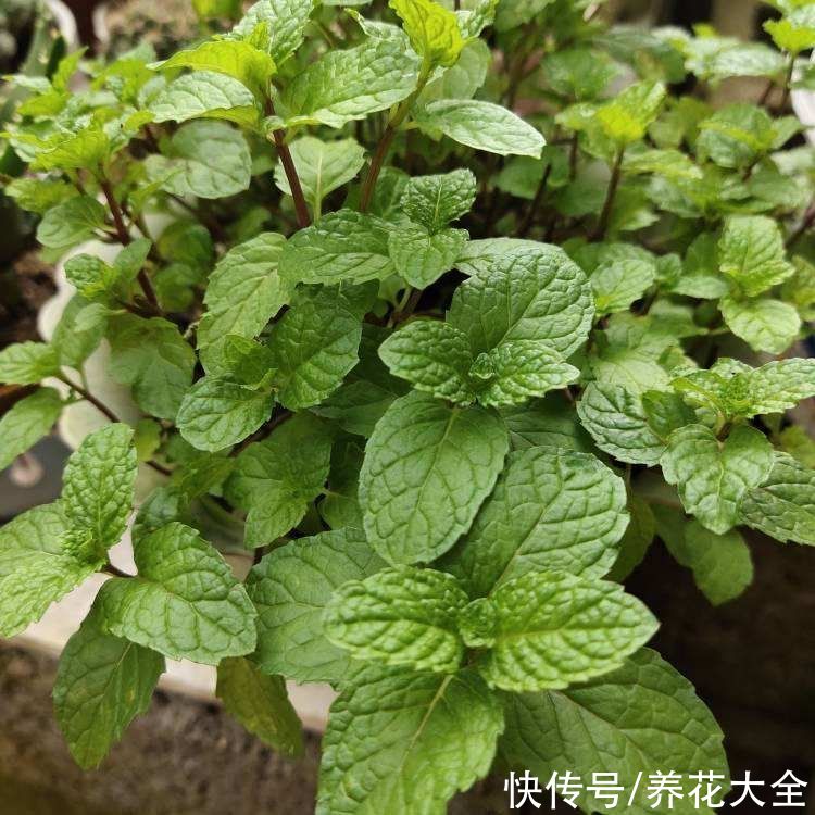 植物|卧室放3类盆栽植物，改善空气，平时睡觉更舒心