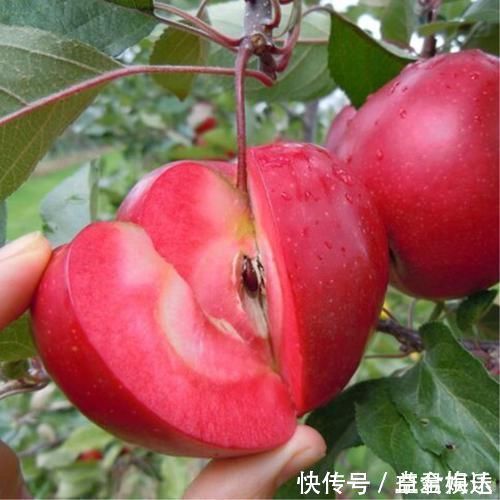 盆栽|老祖宗传下的手艺，用树桩做盆景，极其珍贵，还不来一盆