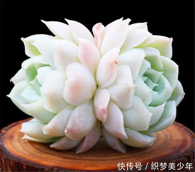 5种莹白如玉的白的白色多肉,洁白无瑕纯洁典雅,新手也能养得好