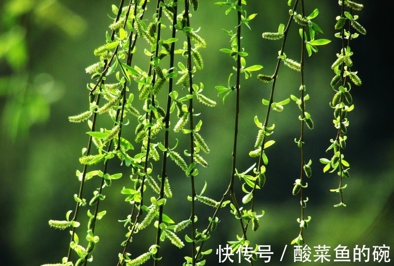 李白#李白最经典的20首诗排行榜,《静夜思》第四,前三都是哪些名篇?