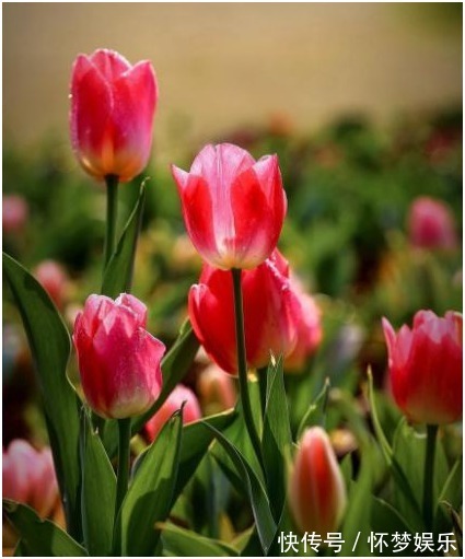 适合新手养的6种花，扔土里就能活，开花爆满盆！