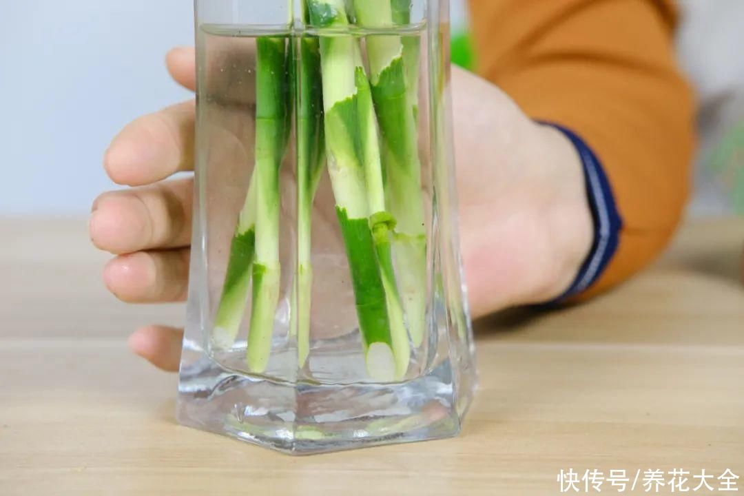 生根|6种花夏天扦插，枝条剁8段、撒土里，3岁小孩都能插活