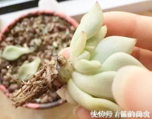 多肉半死不活，浇水也不行教你3招，吹气般的胖起来！