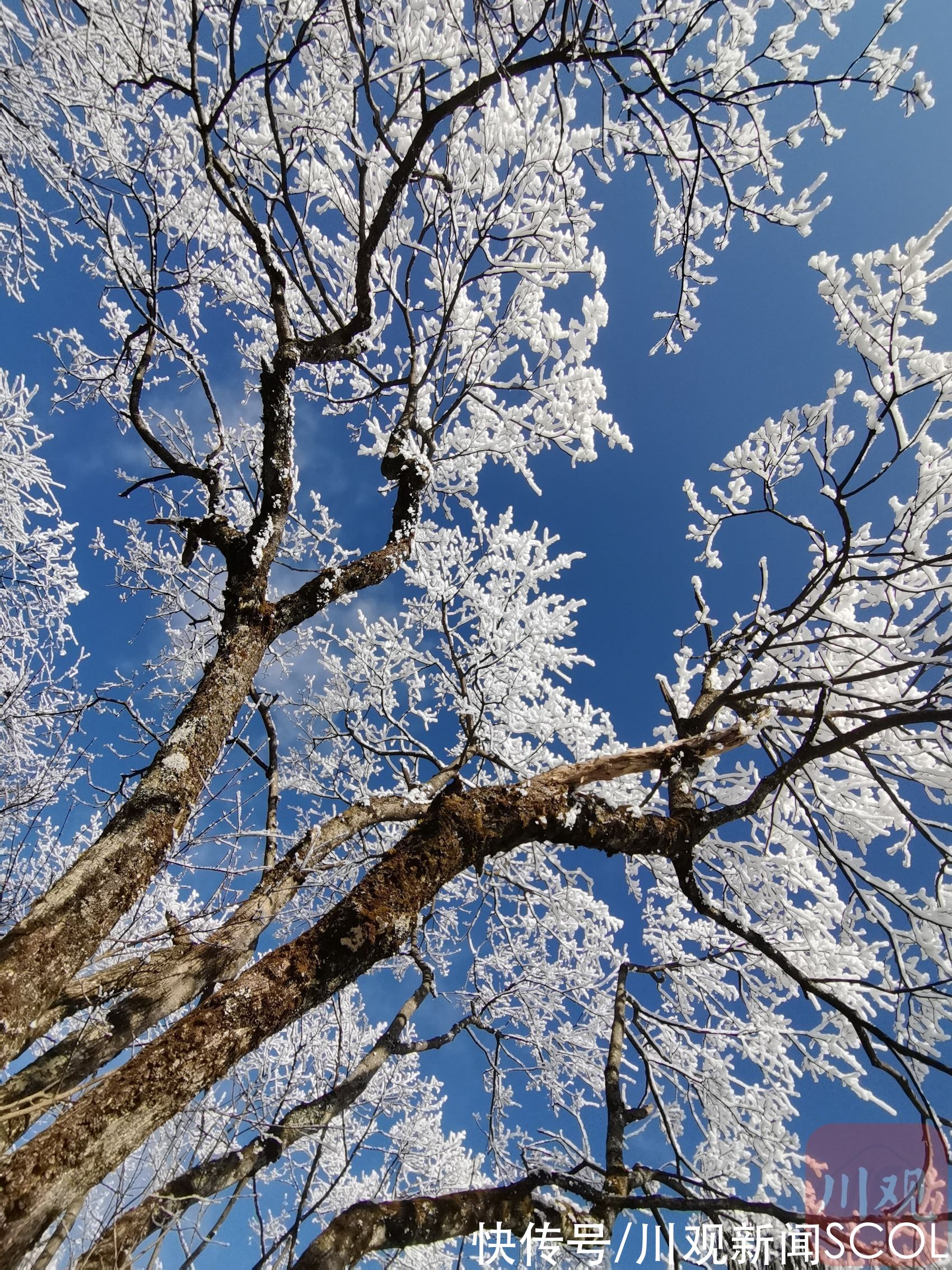 白雪|白雪+雾凇 绵阳千佛山变身“童话世界”