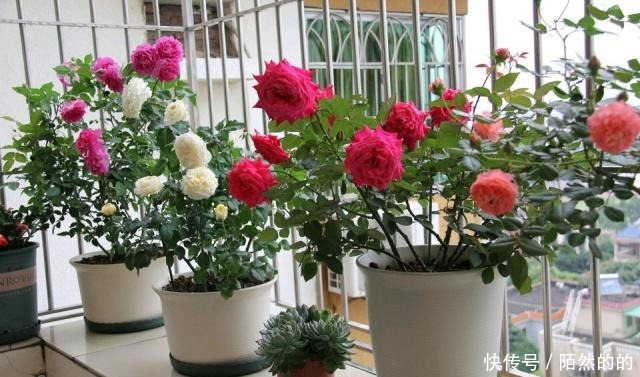 阳台养上6种花,再不担心没花赏,开花一茬接一茬,花朵鲜艳!
