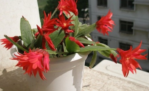 养盆假昙花，花后养护做好一步，新叶“长不停”，花期一到开爆盆