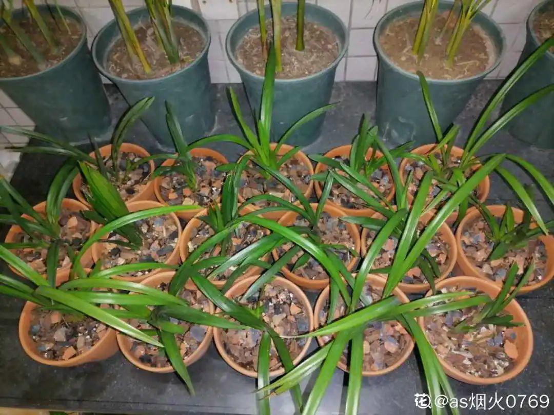 3种花不用扦插,掰下来就能活,1盆变10盆,懒人也能养!