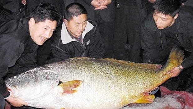 血红龙|据说这是最贵的鱼，一条能抵一栋别墅，光是吃的就要300万！