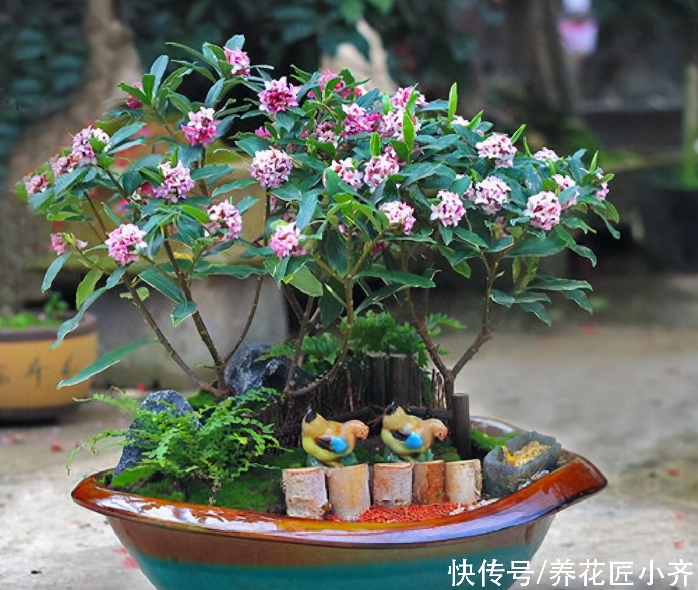 养金边瑞香，要重视5个“问题”，做好了花开满盆，叶子油绿