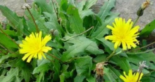 好食物吃出好身體，推薦3種食物，改善腸胃，增強(qiáng)體質(zhì)，身體倍棒