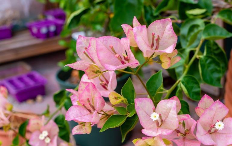 品种|三角梅这样养,全年都能有花看,养好了还能见花不见叶