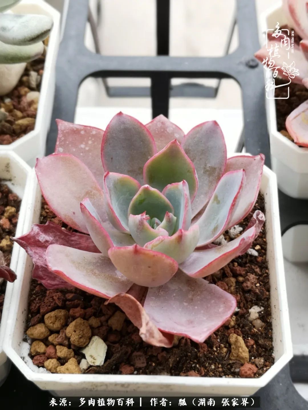 干货新手在多肉的选购、配土、上盆、养护环节走过的误区！