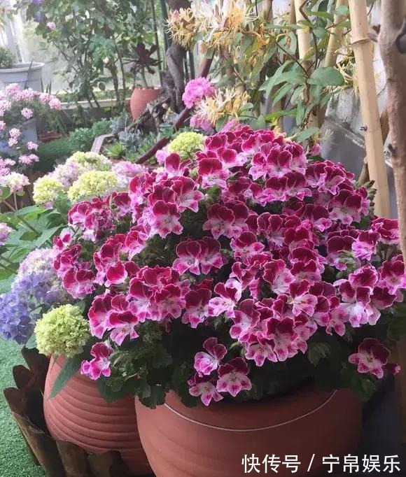 德利|1种花“人人爱”,耐旱好养,新手也能花开成球,一开300天!