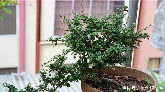 破盆配“路边草”，野性十足，省钱接地气，养上2年就美了！