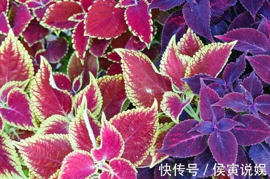 太阳花|这“3种”花爱开花,阳台养几盆,开成小花海,邻居看了羡慕不已