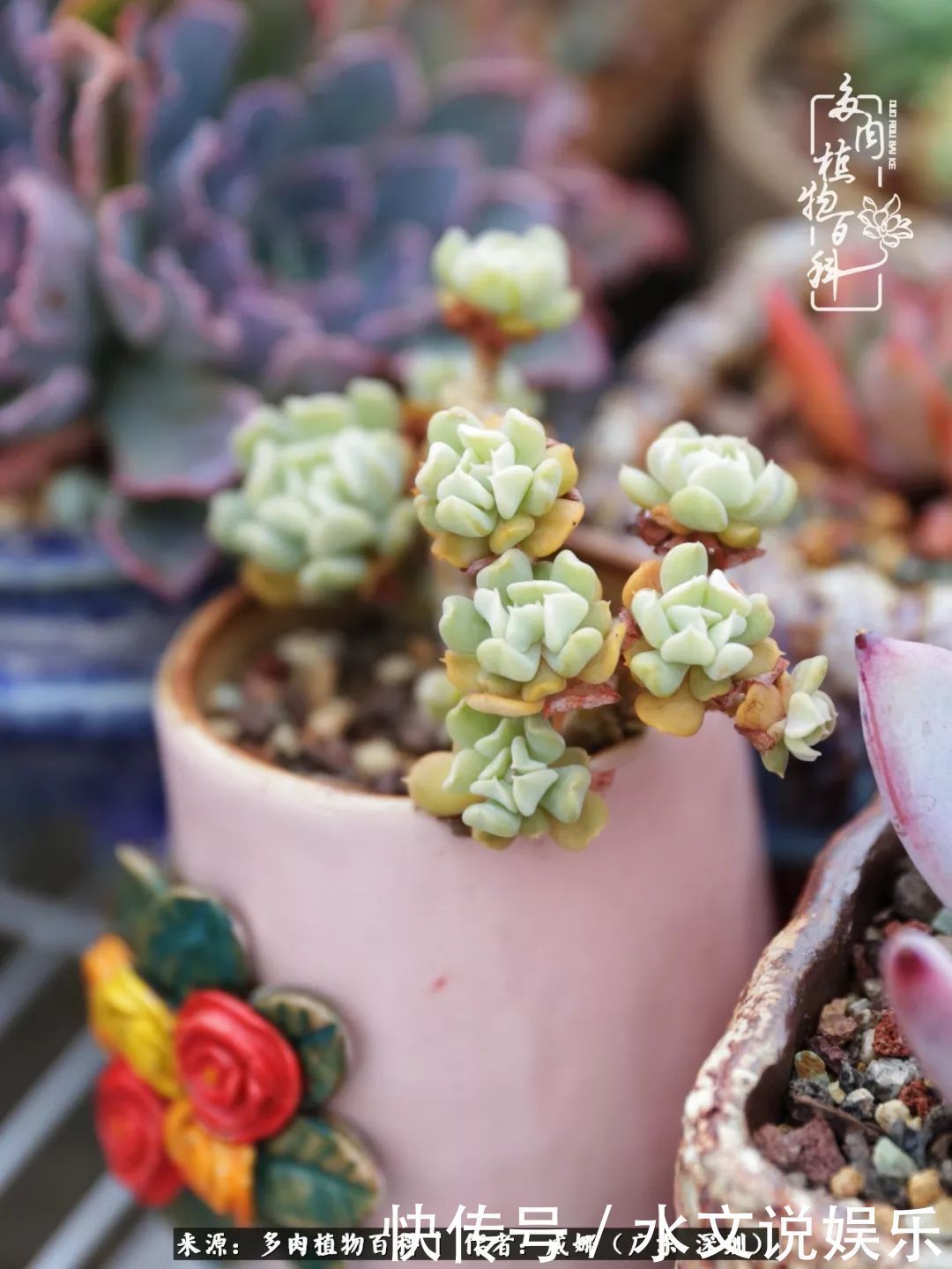 日子|笼子里露养的多肉,越养越美!有多肉的日子伴着小确幸!