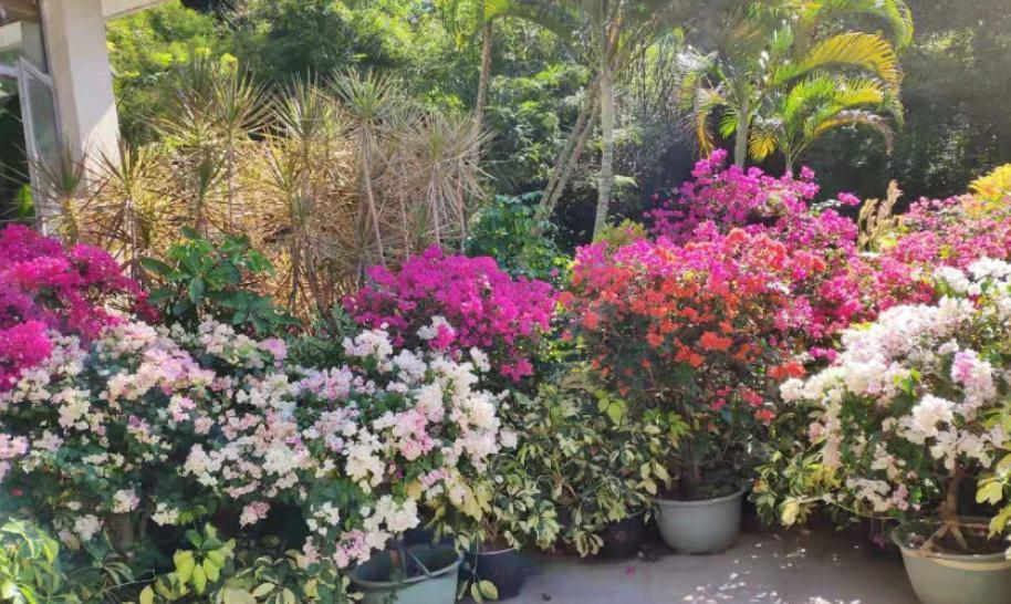 到了深秋,拿这3样“废物制肥”,养花效果显著,还不用花钱