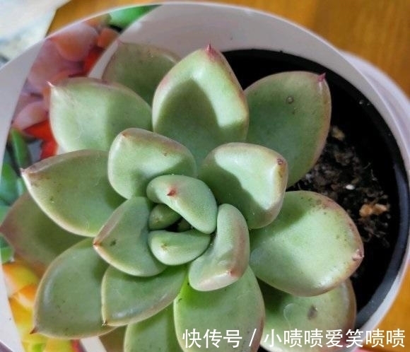 多肉徒长很好解决,照这几种方式来,状态差一点,至少不徒长