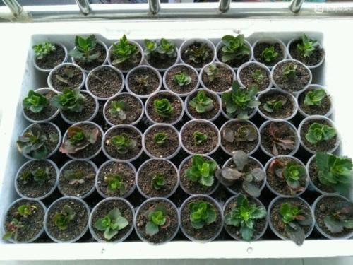 植株|养长寿花,“4步”来“叶插”,1盆变10盆,今年能“轻松”开满屋