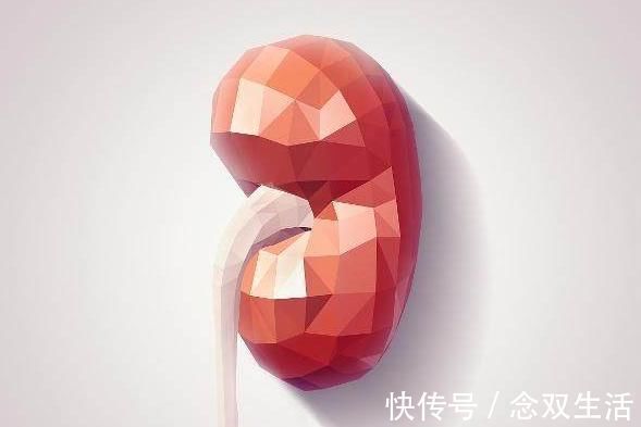 营养物质|男性想要养好肾脏,3种食物经常吃,肾气十足,另一半也美滋滋!