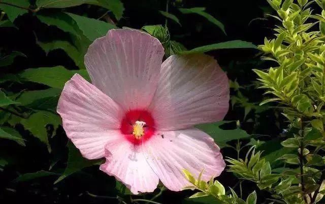 最适合家人养的四种花,健康长寿又养心!