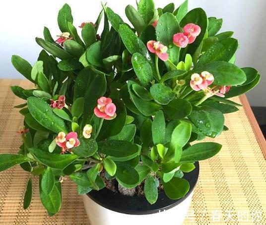 带有“毒汁”的3种花，告诉亲戚不要养，放卧室也不好，要明白！