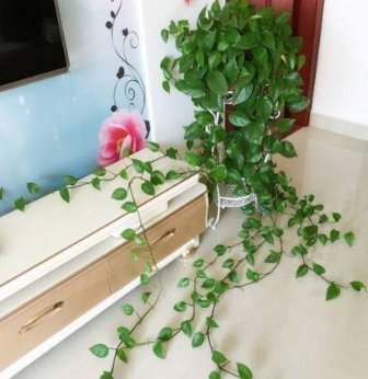 莳萝|爱吃“油”的盆栽，你知道是什么吗只需喝2滴，1年养出百十盆