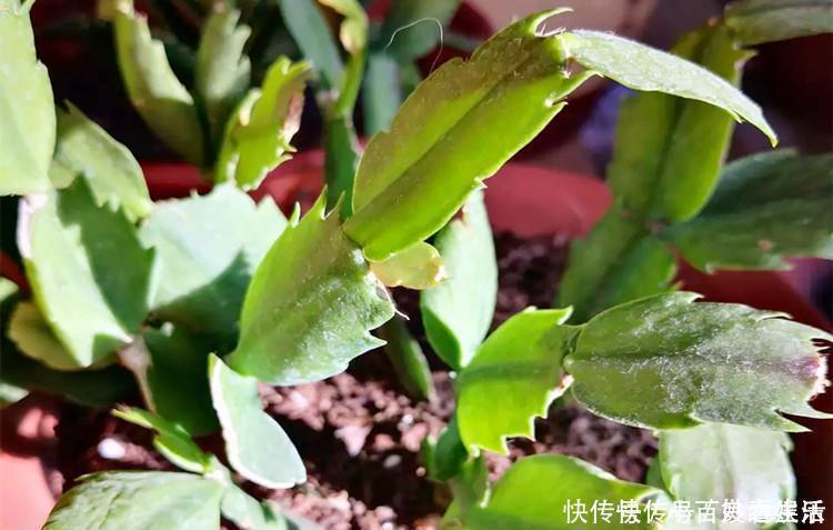 蟹爪兰叶子|蟹爪兰叶子“打焉”，用这个“小方法”，叶片肥厚，长势更旺