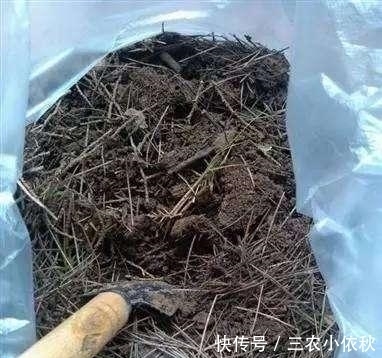 万能土|你家附近有这种树吗?树下挖几铲,就是“万能土”,养啥花也旺