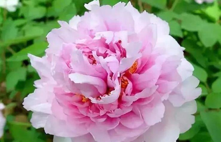 4种花现在养刚刚好,夏天开花很漂亮,日子越过越红火