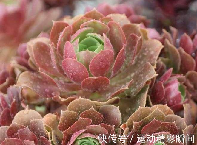 万圣节法师|养多肉这些法师一定要养,便宜又好看,关键是新手也能养出状态