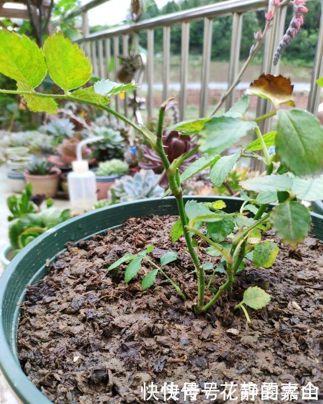 盆里|养花不懂浇水,盆里插上这“宝贝”,浇水心里有数,花儿呼呼开花