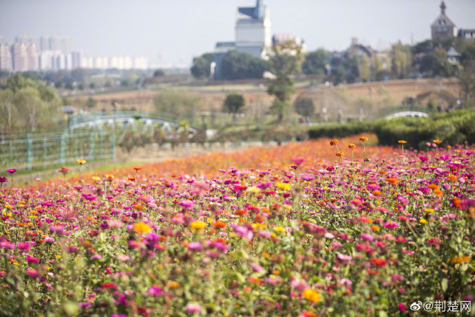 花博汇|来武汉花博汇打卡体验生态文旅小镇