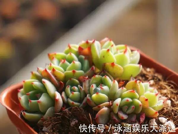 多肉|它不死已经给你面子了,多肉不换土,你是想在水泥地养多肉